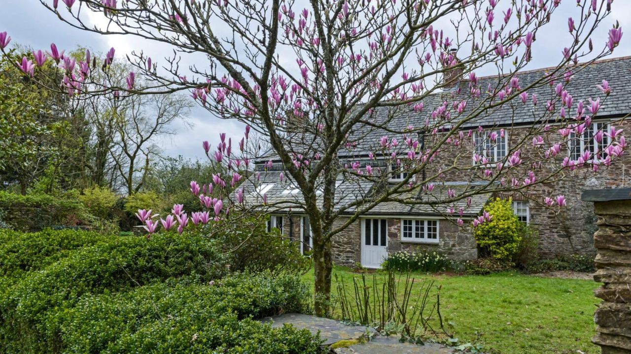 Magnolia tree with pink flowers, lawn and farmhouse in the background. Emily Hutchings and Raymond Seager&#039;s renovated family home, a five bedroom 18th century Grade II listed farmhouse in Devon.