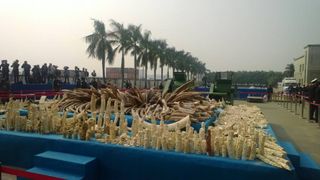 The 6 tons of illegally traded ivory destroyed in a ceremony in China on Jan. 6, 2014.