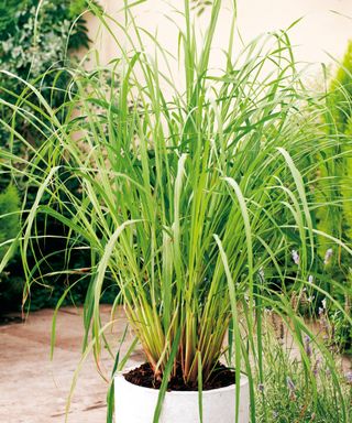 Young lemongrass plant establishing in a large container