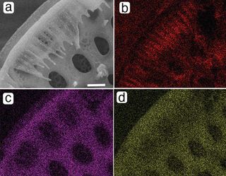 The plates were arranged in a honeycomb pattern (shown here); X-ray analysis revealed the lattice is made up of organic carbon (red), calcium (purple), and phosphorus (green).