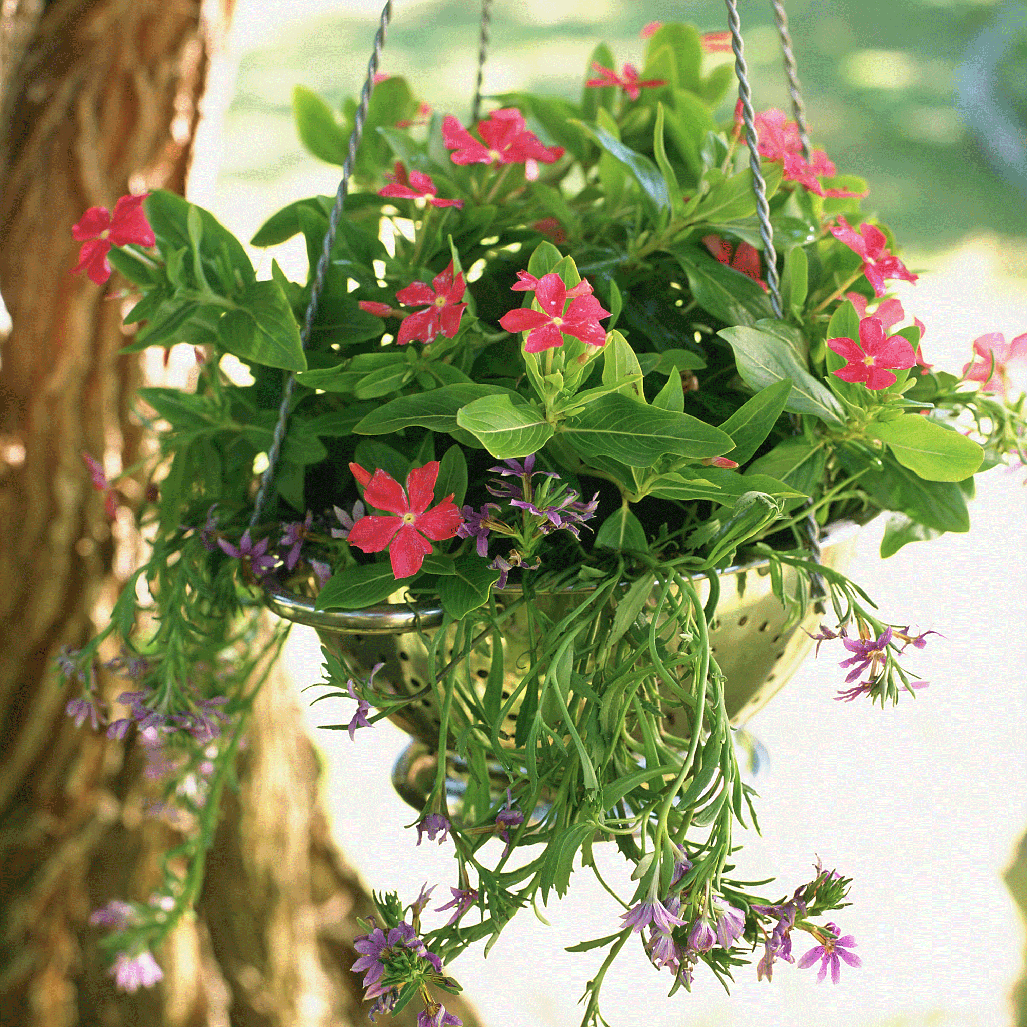 Hanging basket in a colander