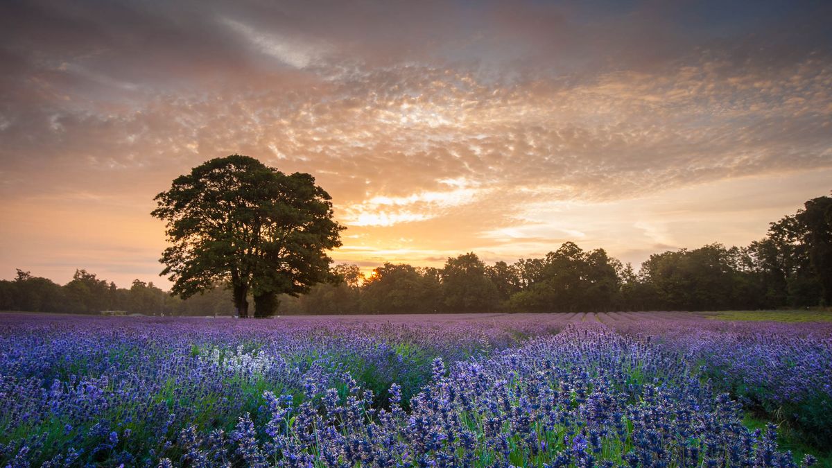 21 essential landscape photography tips you need to know | TechRadar