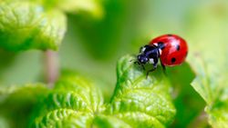 How to get rid of ladybugs in 3 easy ways Tom's Guide
