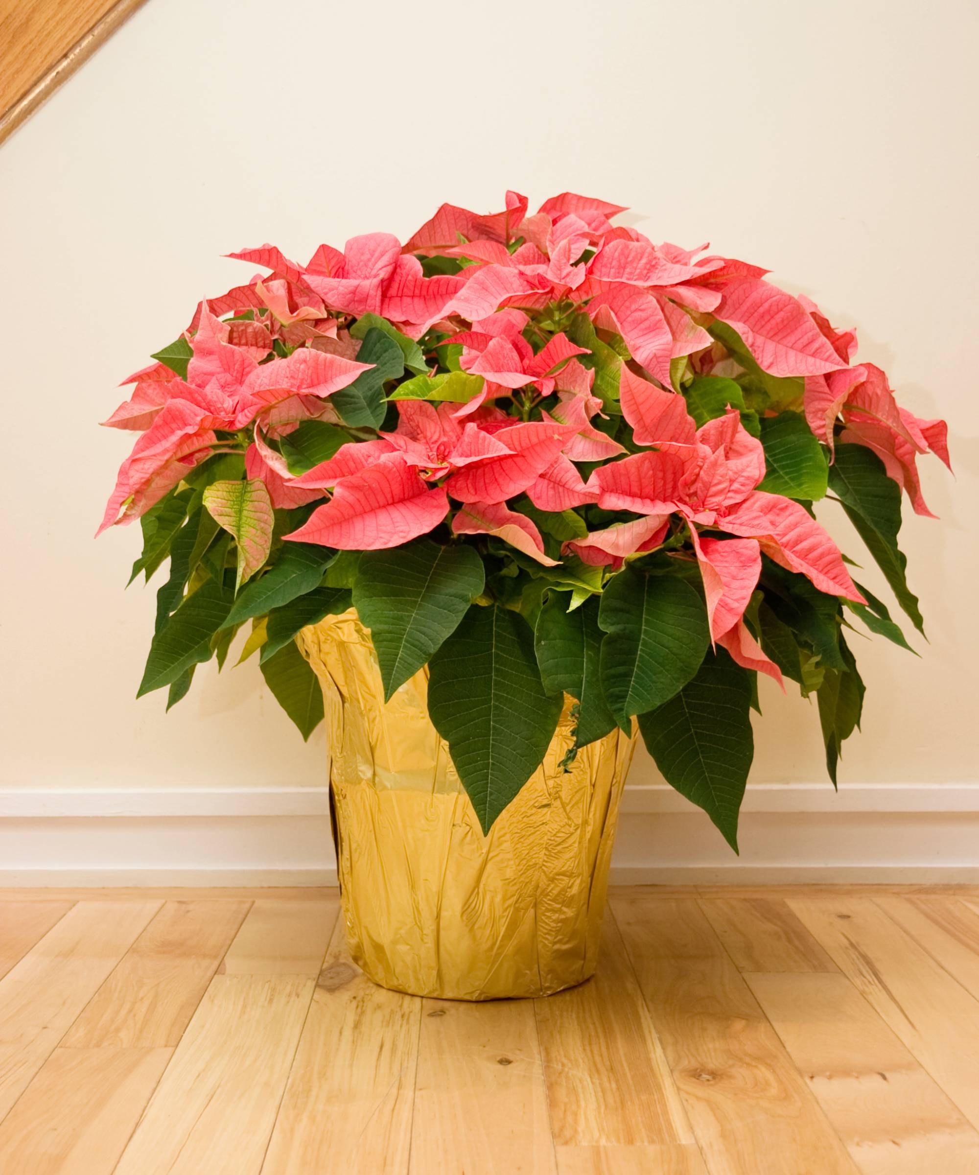 A poinsettia wrapped in foil