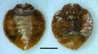 Here, the abdomen of a female Cimex pilosellus found in the Oregon cave.