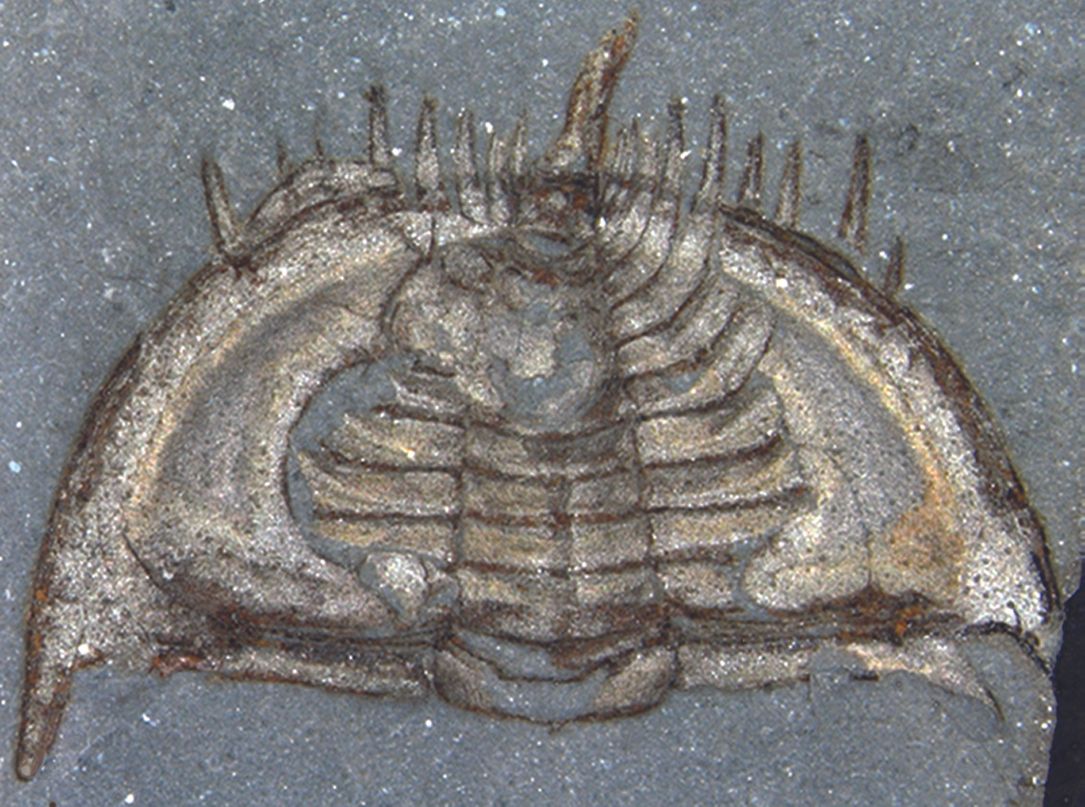 a trilobite fossil of mummaspis muralensis