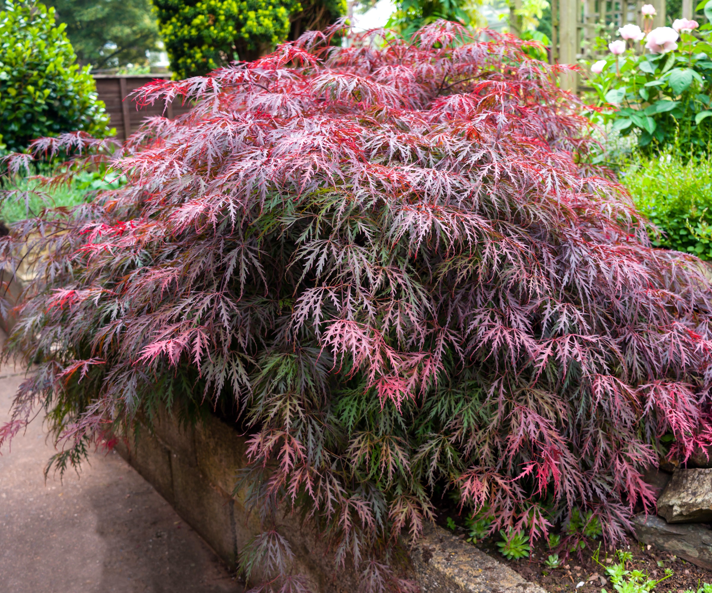 Japanese maple in garden with purple-red foliage