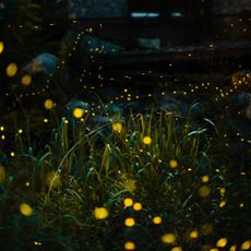 Close-up of illuminated fireflies over field at night