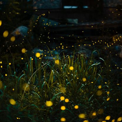 Close-up of illuminated fireflies over field at night
