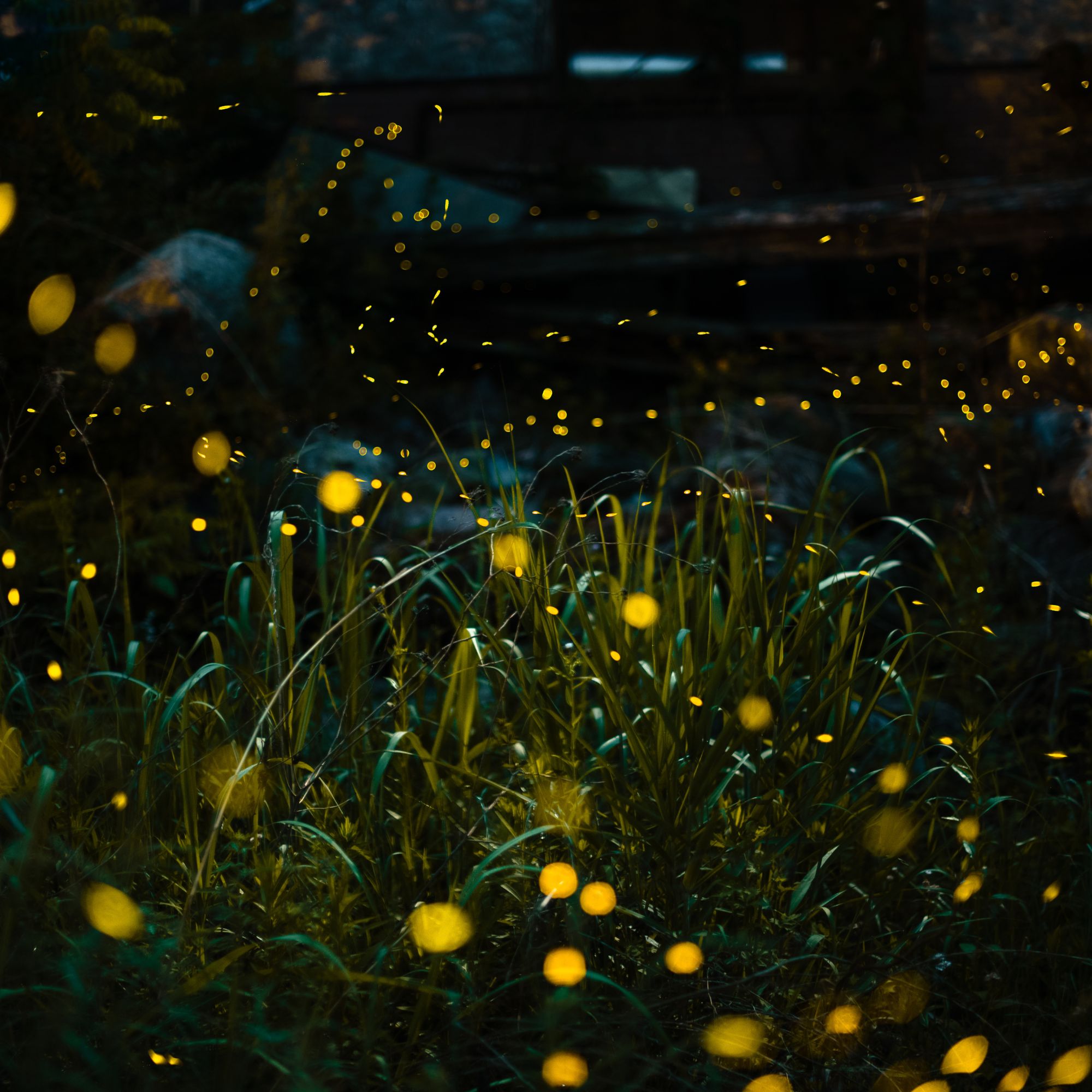 Close-up of illuminated fireflies over field at night