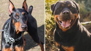 Doberman vs Rottweiler