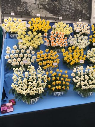 Daffodils at 2018 Chelsea Flower Show