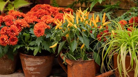 Orange chrysanthemums and yellow ornamental peppers in terracotta pot and rusted watering can