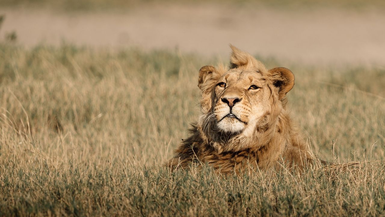 Lion on the Makgadikgadi salt pans, Botswana