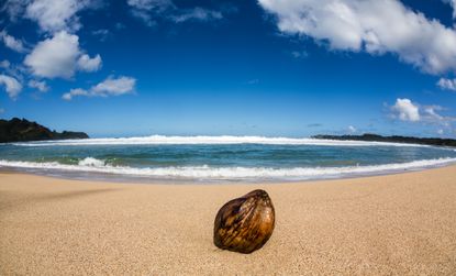 A coconut on a beach in Hawaii