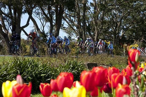 Tip toe through the tulips: Or is that pedal like crazy past the tulips in Buninyong.