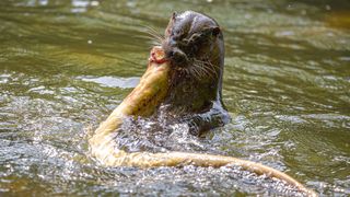 An otter active on a hunt, showing a scene how the otter managed to catch the prey