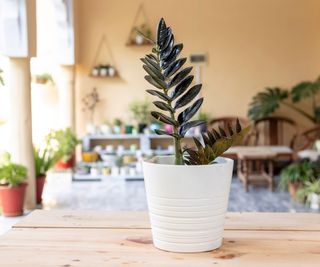 Raven ZZ plant on wooden table