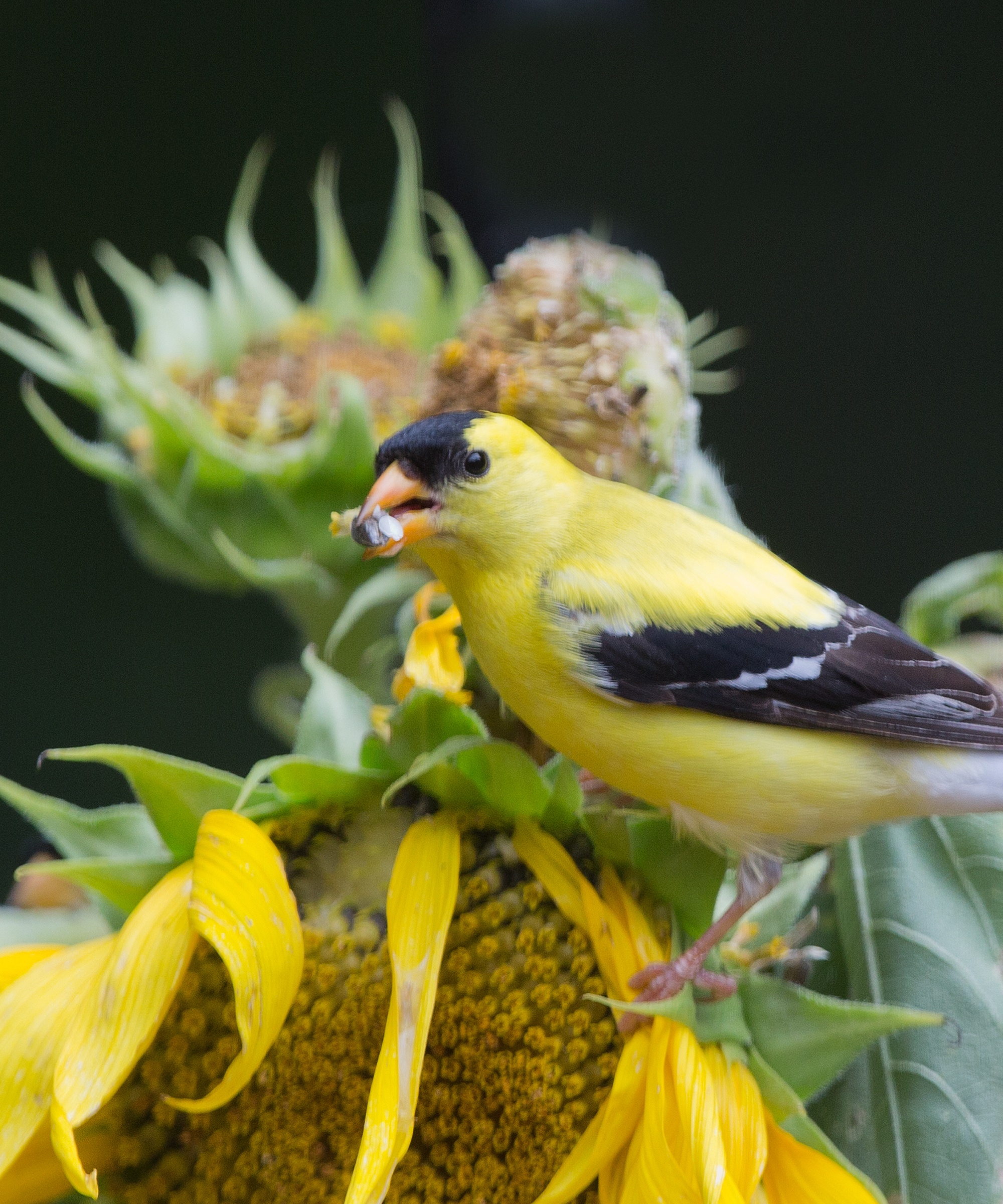 American goldfinch feasting on ripe sunflower seeds