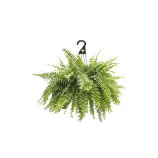 boston fern in a hanging basket