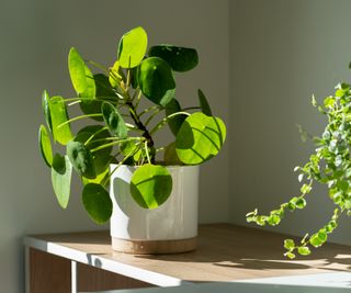Houseplants in the sunshine on a desk