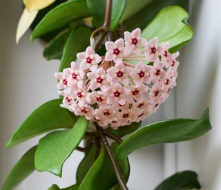 Hoya houseplant with pink bloom