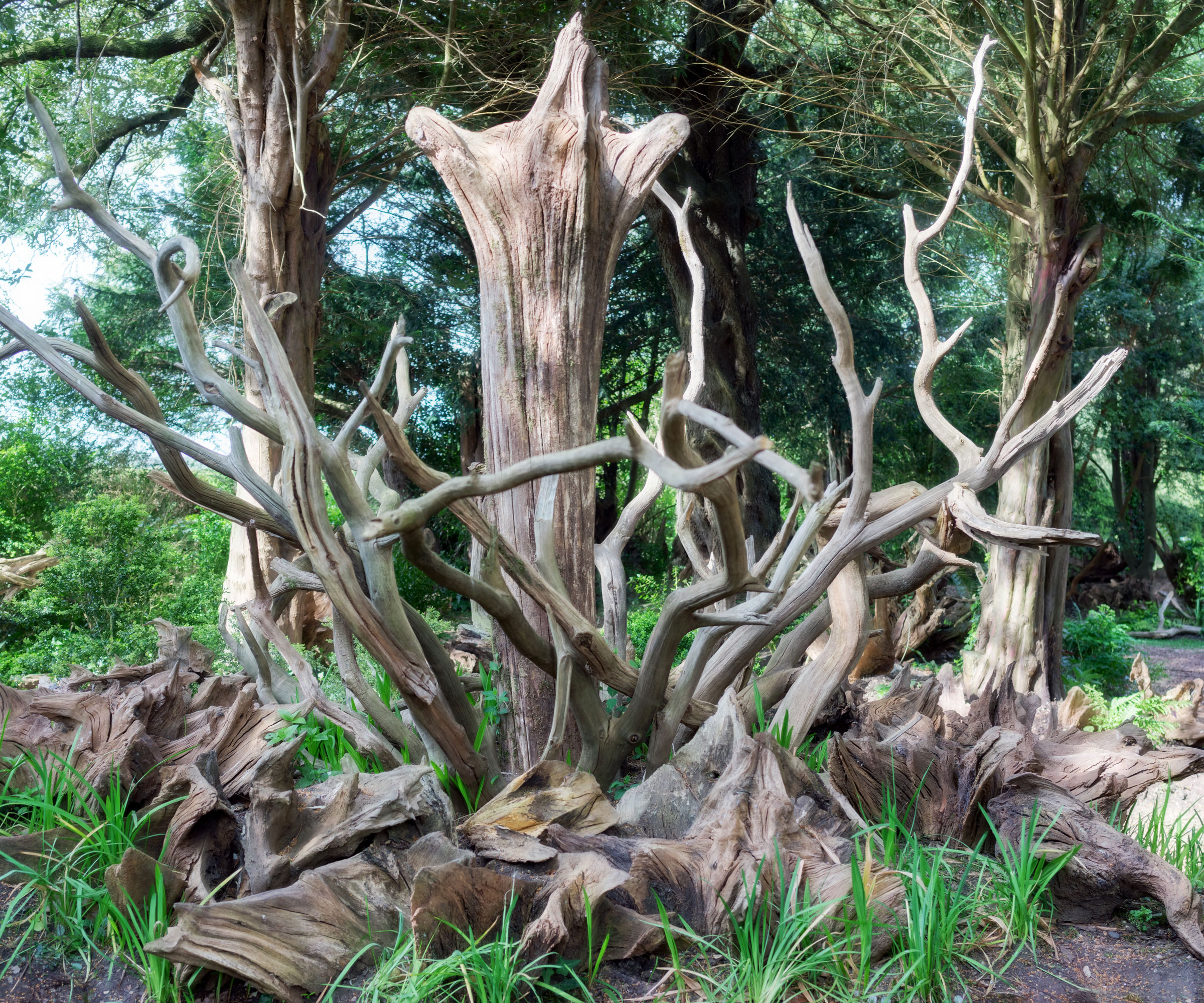 stumpery in shady part of garden