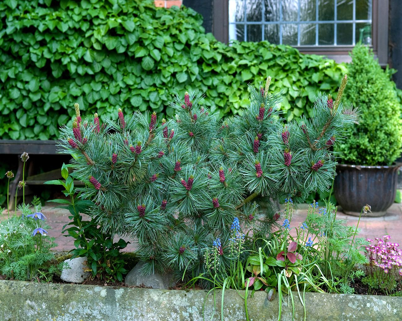 Best pine trees to grow 11 choices for yards of all sizes Gardeningetc