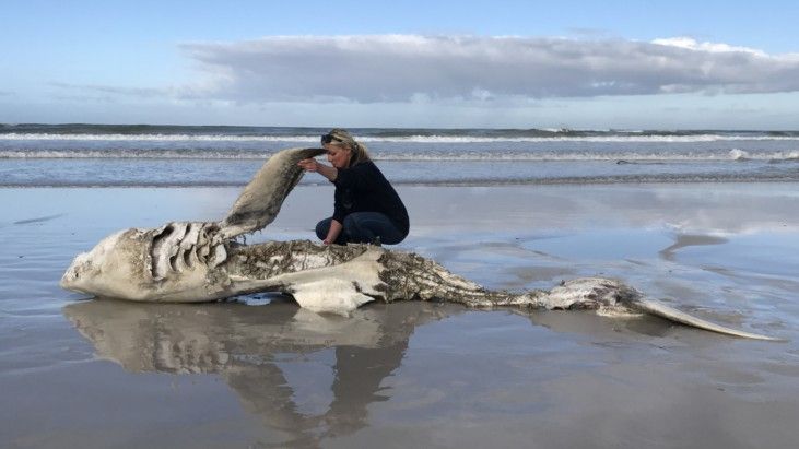 A great white shark washed up on the Gansbaai coast in South Africa after two orca whales killed it and ate its liver.