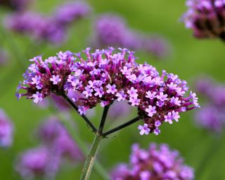 Purple flowering verbena in closeup