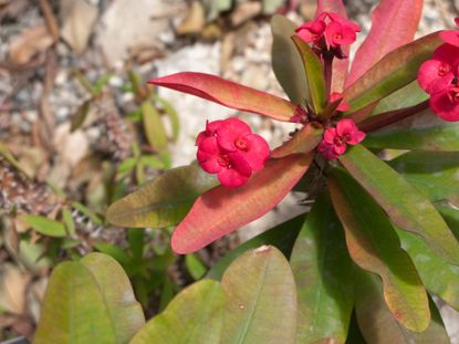 Pink Flowered Crown Of Thorn Plant