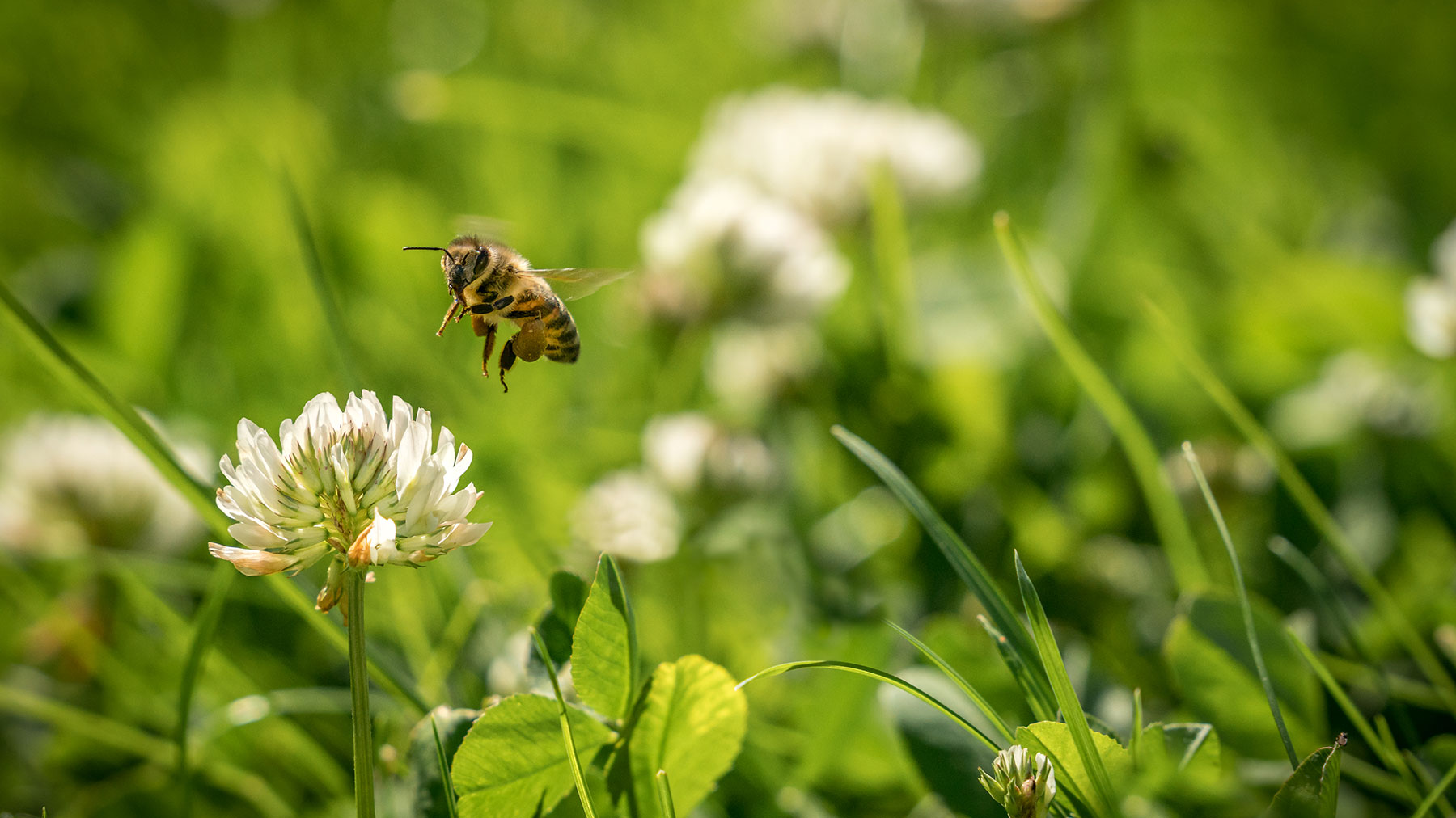 Bee hoovering near to a white clover flower
