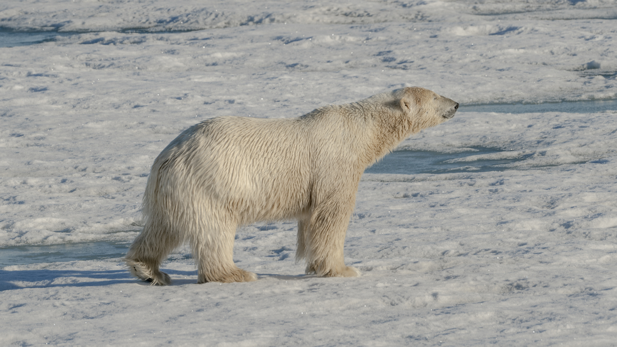 A polar bear walking on a sea ice