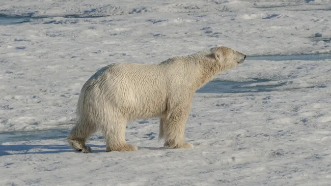 Polar bears kill a worker in a rare attack in Canada’s Arctic region