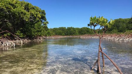 A view of a mangrove tree in the middle of a mangrove forest.