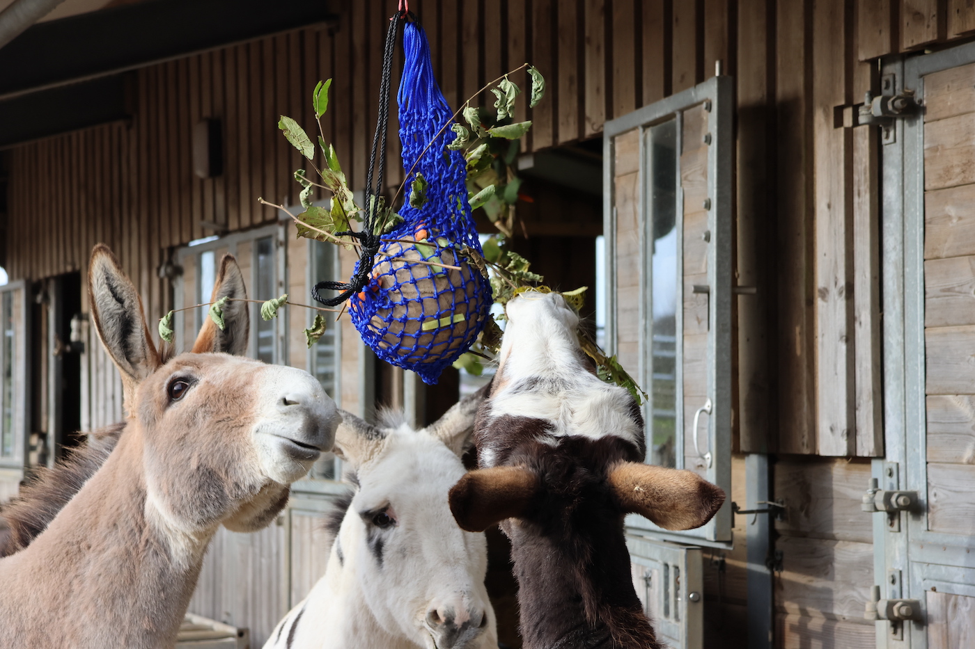 5.-Eugene-Kit-Toby-Festive-Enrichment_Sidmouth-Credit-TDS.jpg