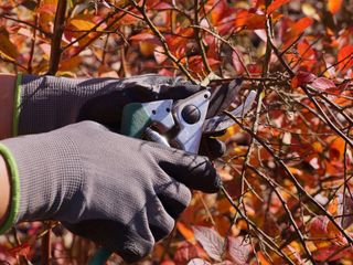 pruning a bush