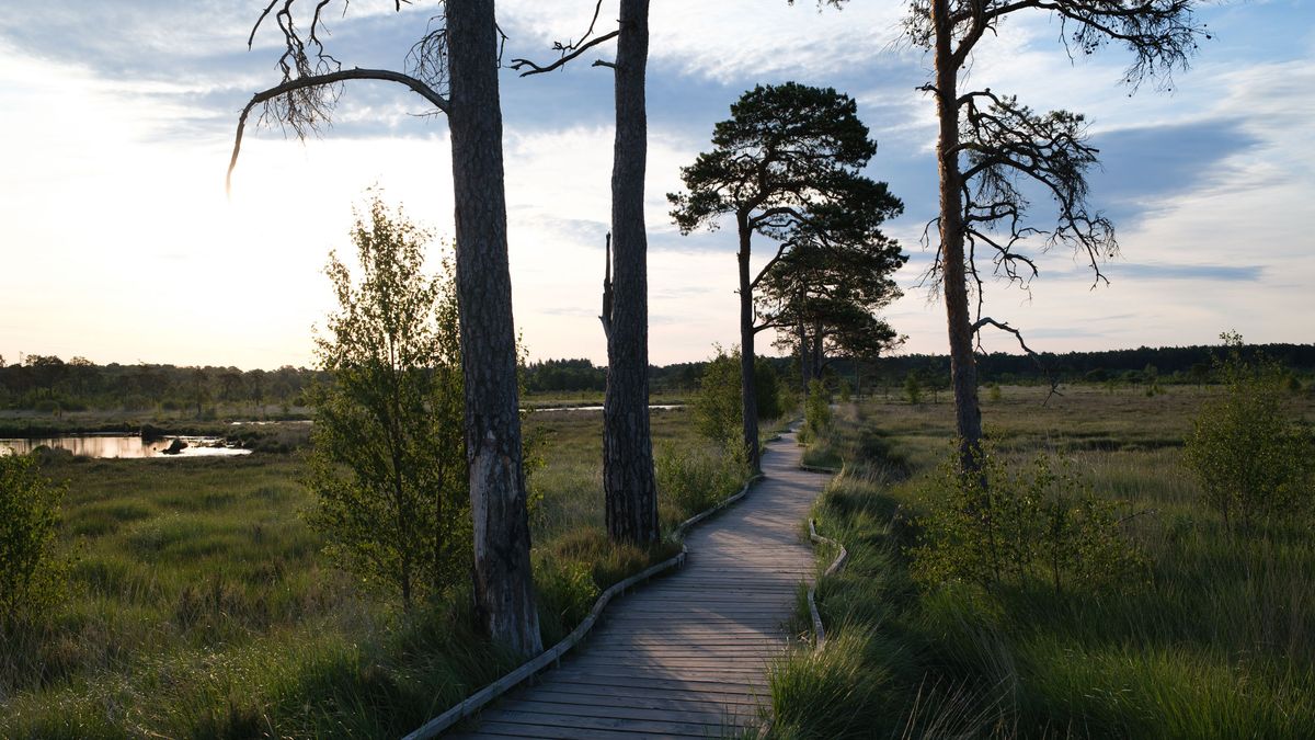Fujifilm X100VI image gallery: boardwalk in a nature reserve, there are tress silhouetted by the low lying sun