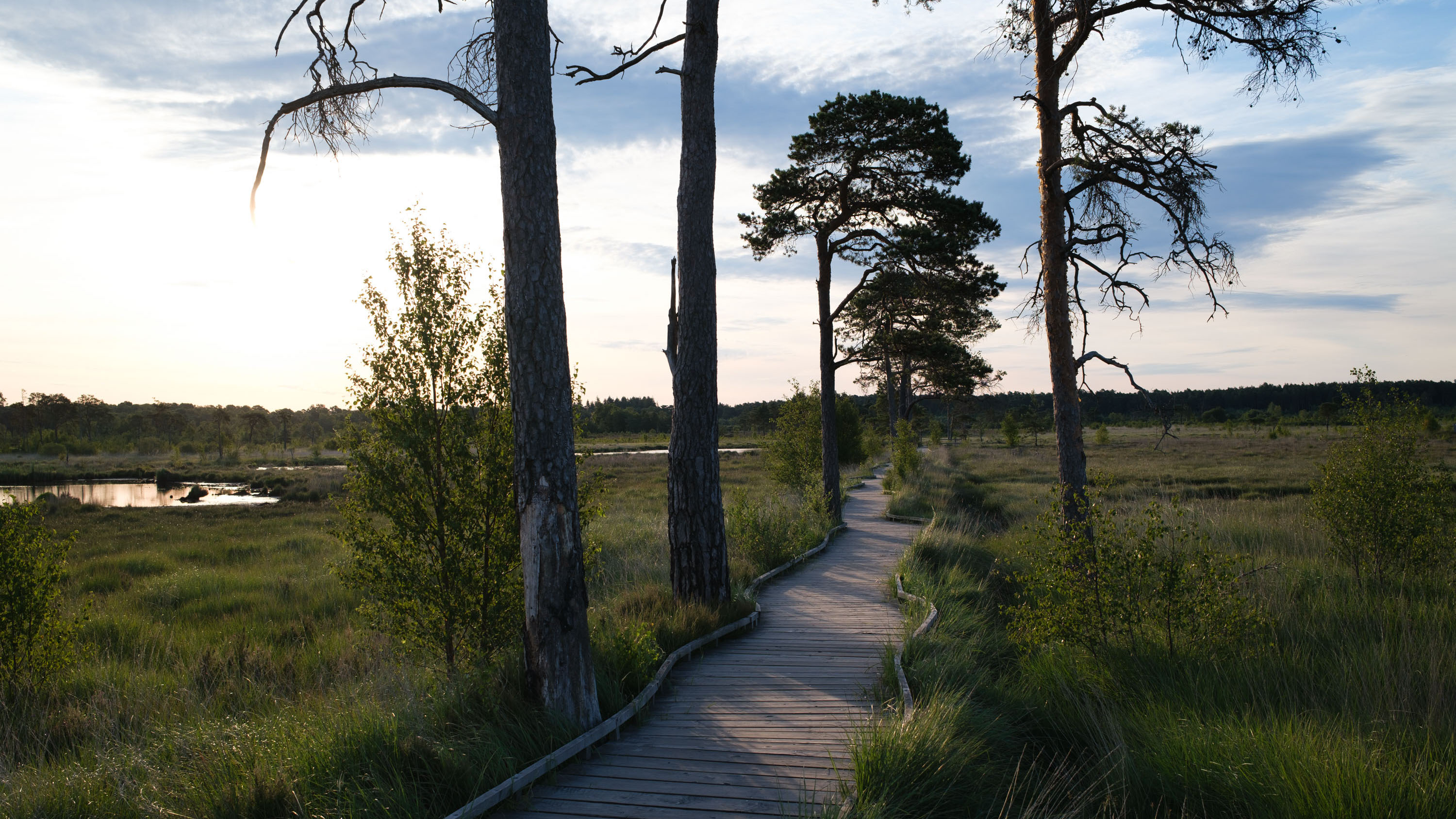 Fujifilm X100VI image gallery: boardwalk in a nature reserve, there are tress silhouetted by the low lying sun