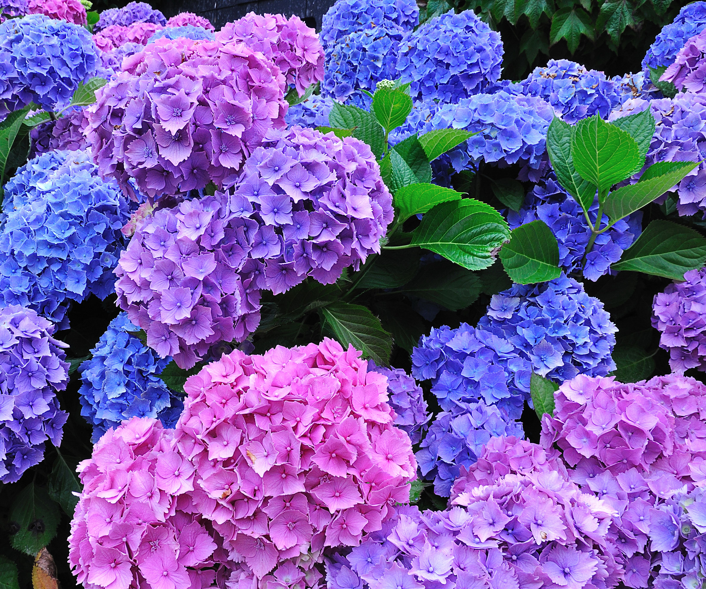 blue and pink hydrangea flowers in garden