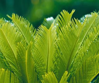 Sago palm leaves