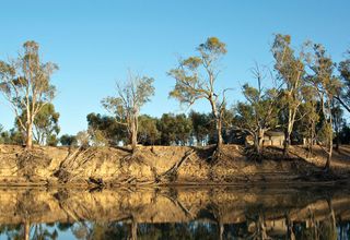 Tree Roots. Plants helped shape modern rivers by stabilizing their banks with their roots and by helping to produce cohesive mud, a study suggests. 