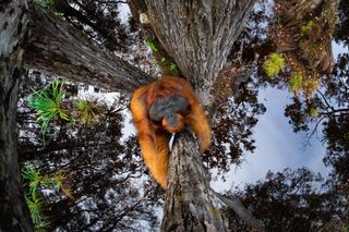Un orangután escalando un árbol