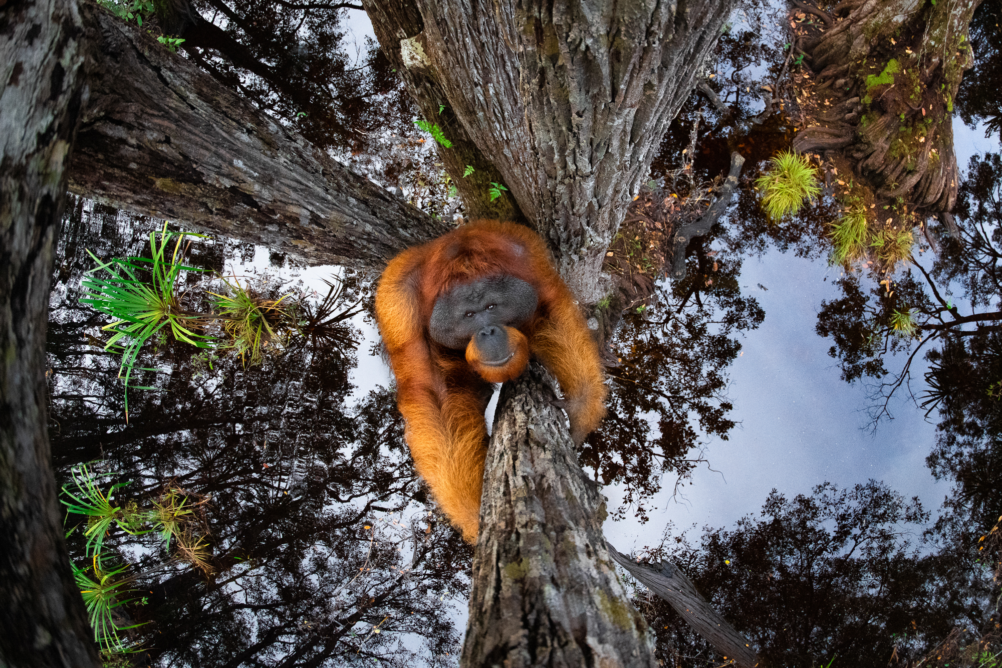 An orangutan climbing up a tree