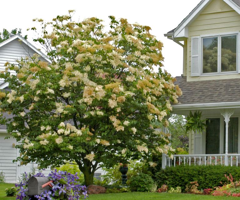 Best fragrant trees: recommended by gardening pros | Homes and Gardens