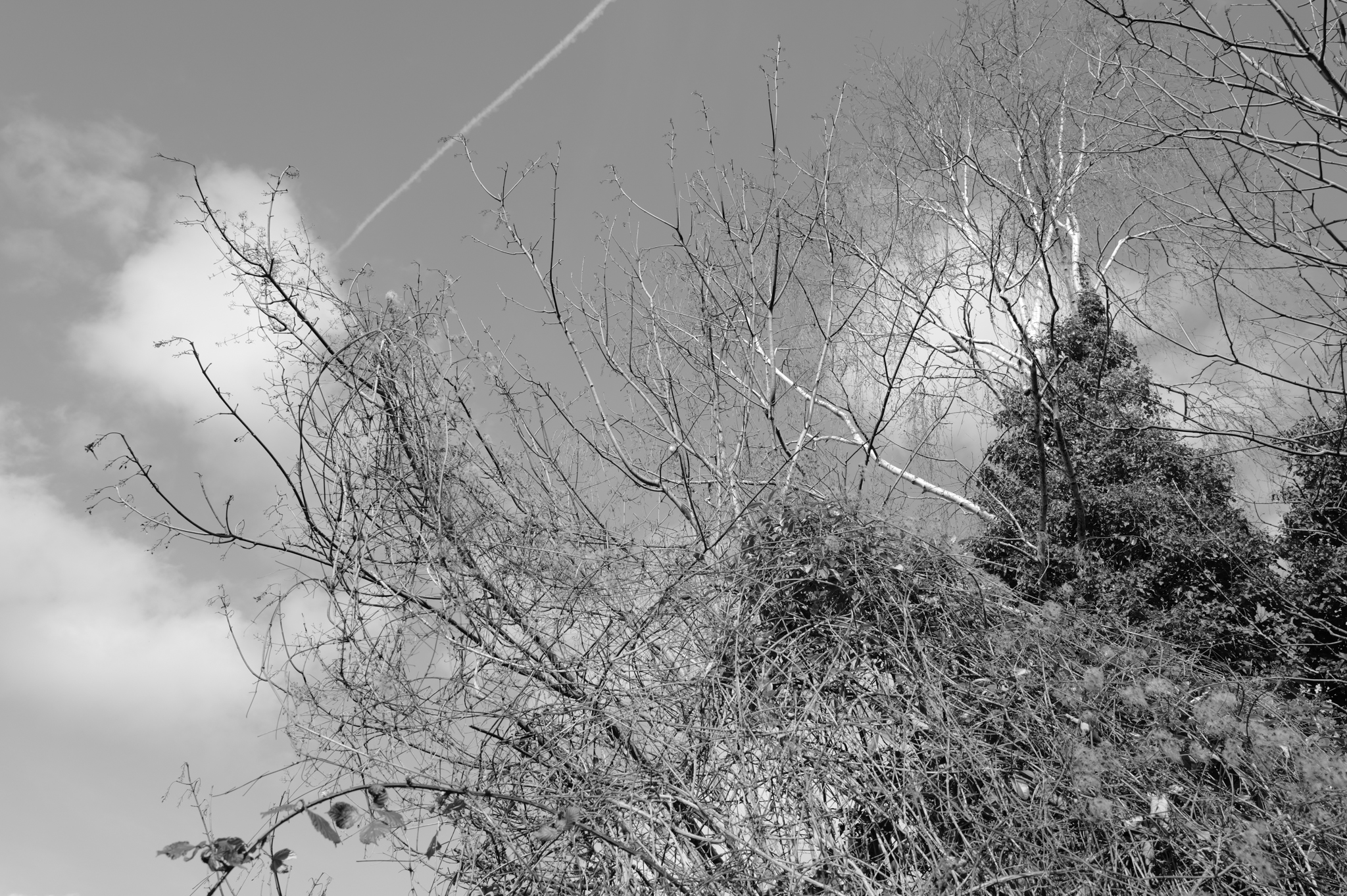 A photo taken on a Leica Q3 Monochrom black-and-white camera