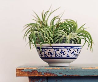 air plants in patterned ceramic bowl
