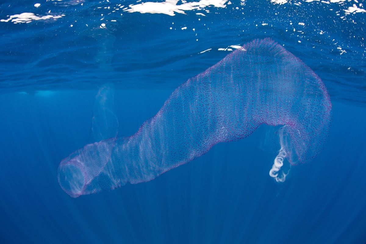 Free-floating colonial tunicates called Pyrosomes in the Indian Ocean, Sri Lanka.