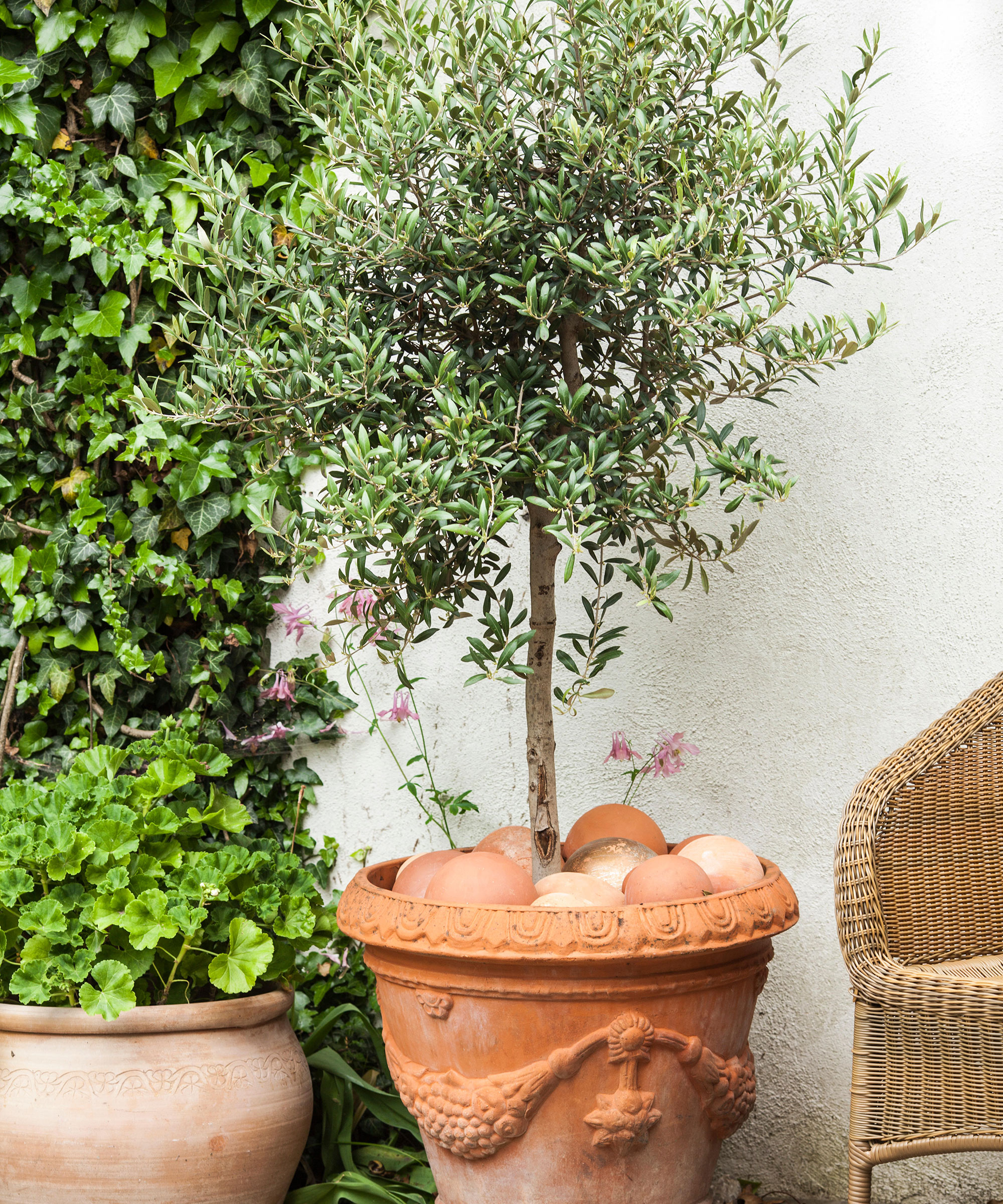 Olive tree growing in pot on a patio