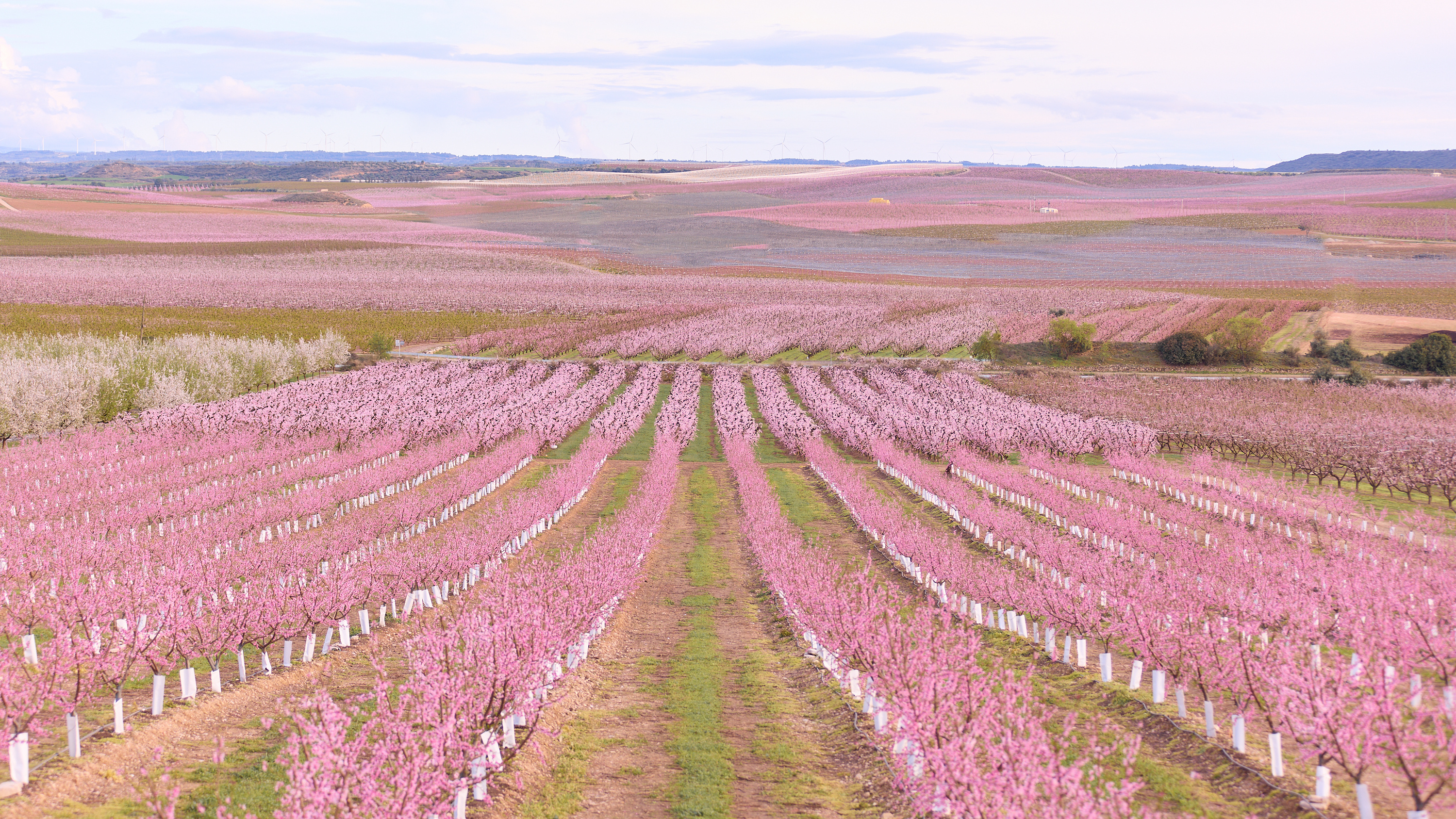 Rows of flowering trees demonstrate the photography composition concept of leading lines